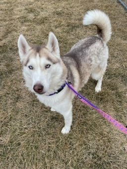 Nonpareil pet pics Arthur 1.14.23.jpeg